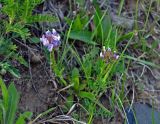 Oxytropis alpina. Цветущее растение. Алтай, долина р. Чуя у 845 км Чуйского тракта, ≈ 1700 м н.у.м., пойменная терраса. 13.06.2017.