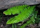 Polystichum lonchitis