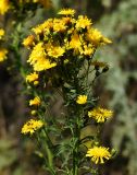 Hieracium umbellatum. Верхушка сложного соцветия. Восточный Казахстан, г. Усть-Каменогорск, правый берег р. Иртыш, луг. 03.08.2017.