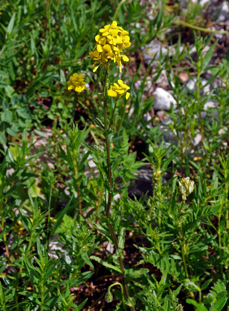 Image of Erysimum cuspidatum specimen.