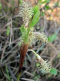 Eriophorum angustifolium