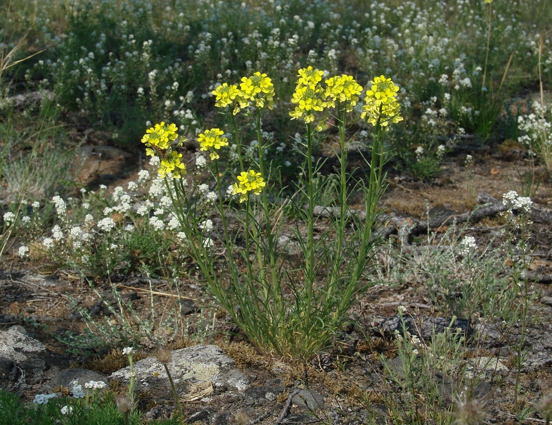 Image of Erysimum flavum specimen.