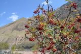 Sorbus tianschanica