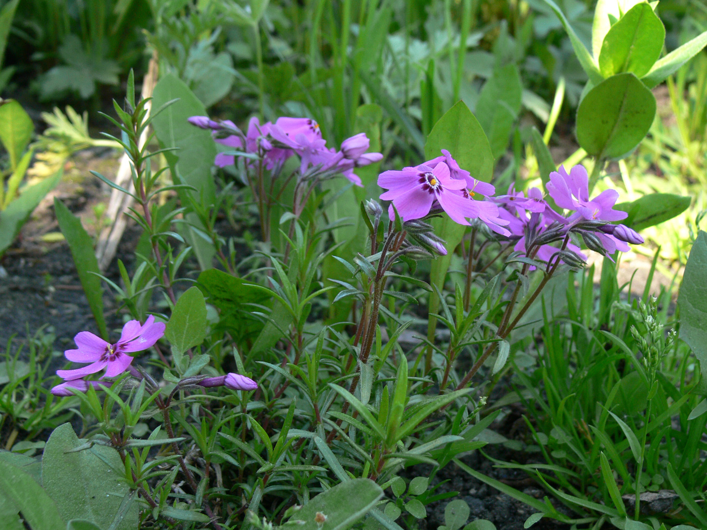 Image of Phlox subulata specimen.