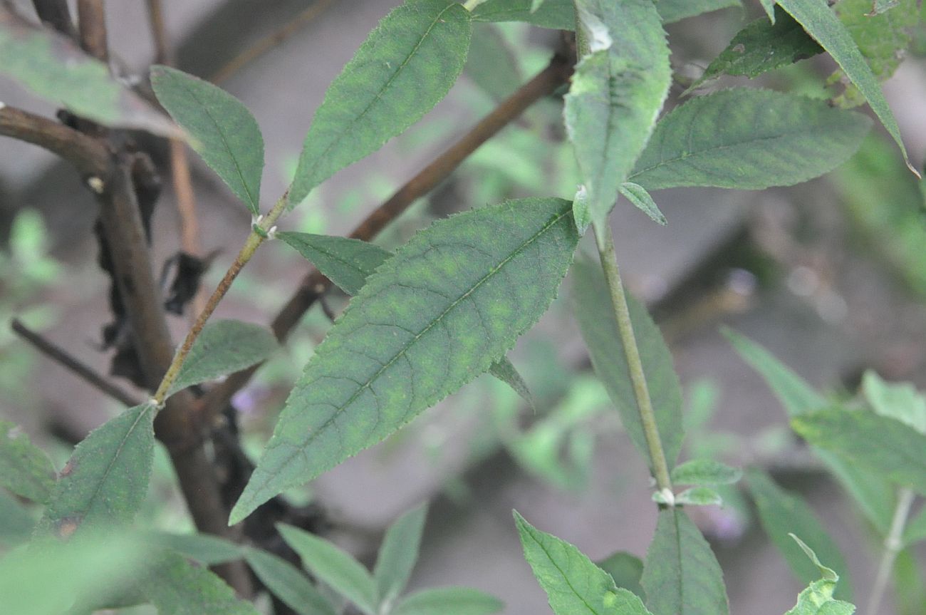 Image of Buddleja davidii specimen.