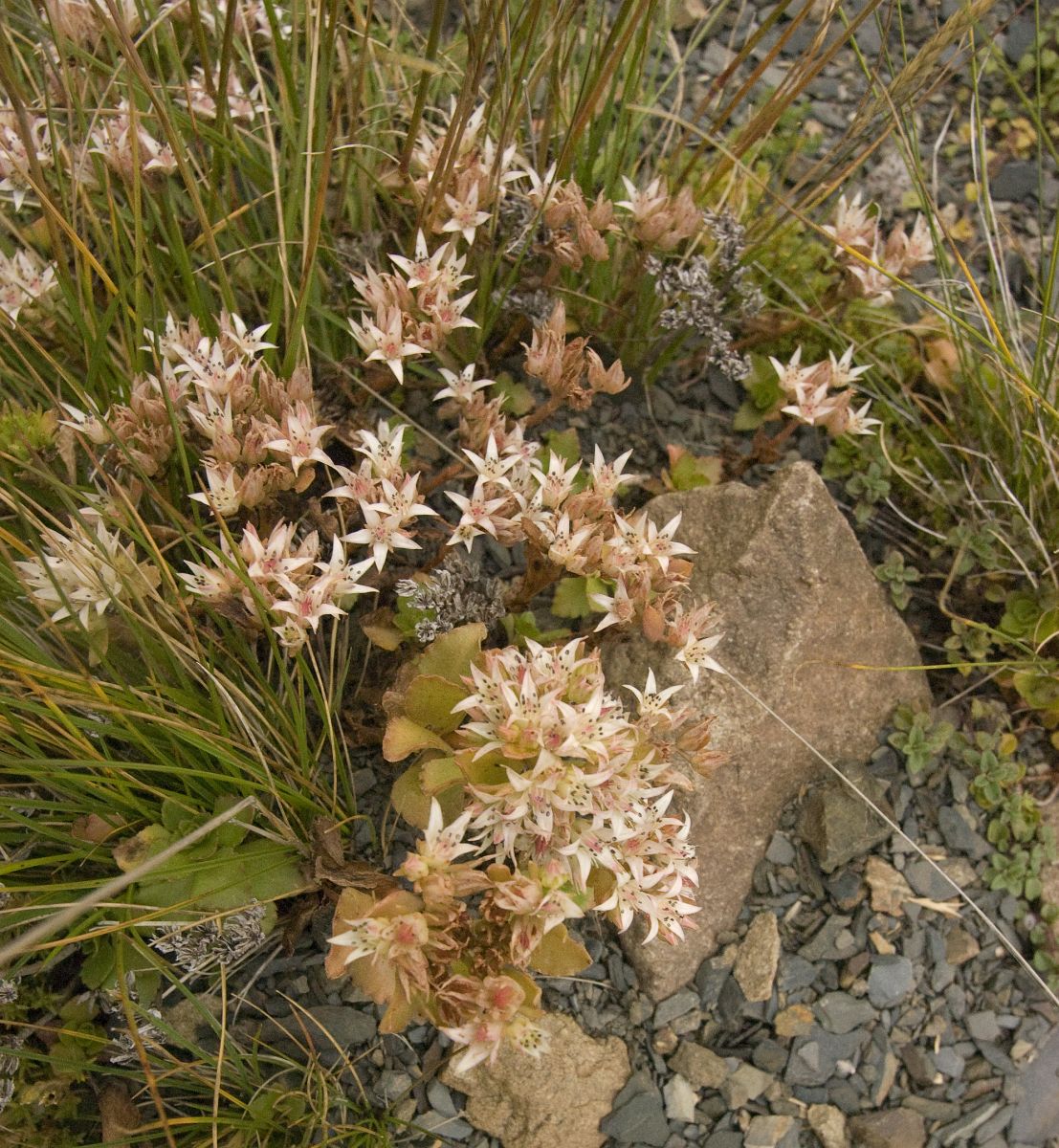 Image of Sedum oppositifolium specimen.