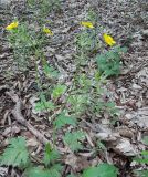 Ranunculus constantinopolitanus