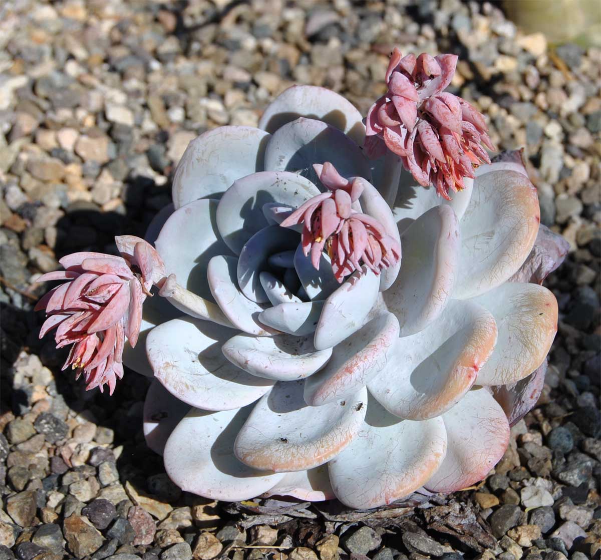 Image of Echeveria laui specimen.