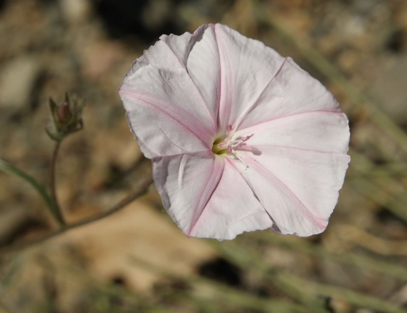 Image of Convolvulus cantabrica specimen.