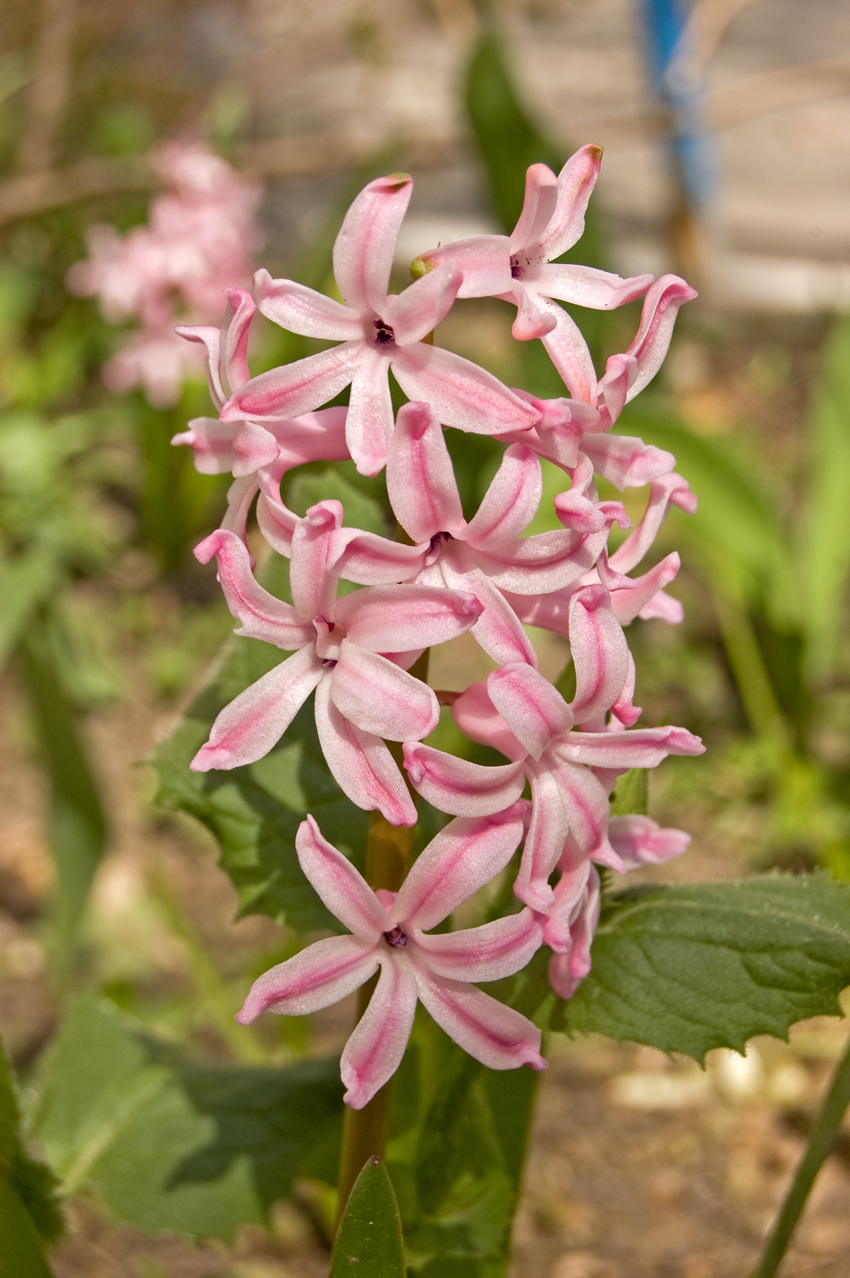 Image of Hyacinthus orientalis specimen.