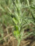 Veronica jacquinii