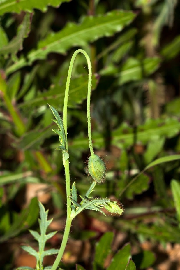 Image of Papaver umbonatum specimen.