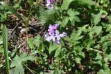 Cardamine quinquefolia