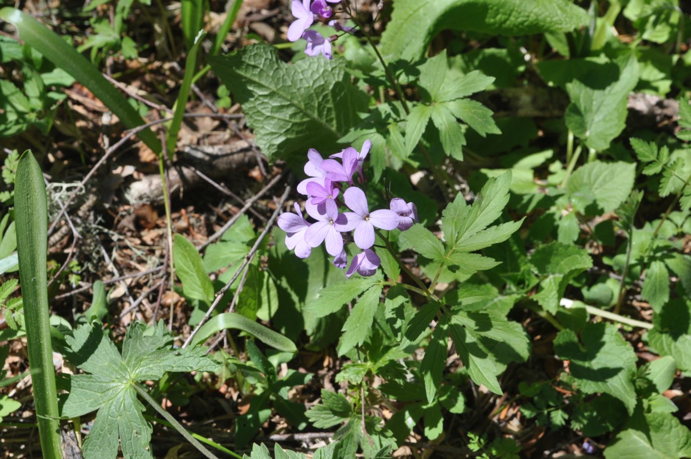 Изображение особи Cardamine quinquefolia.