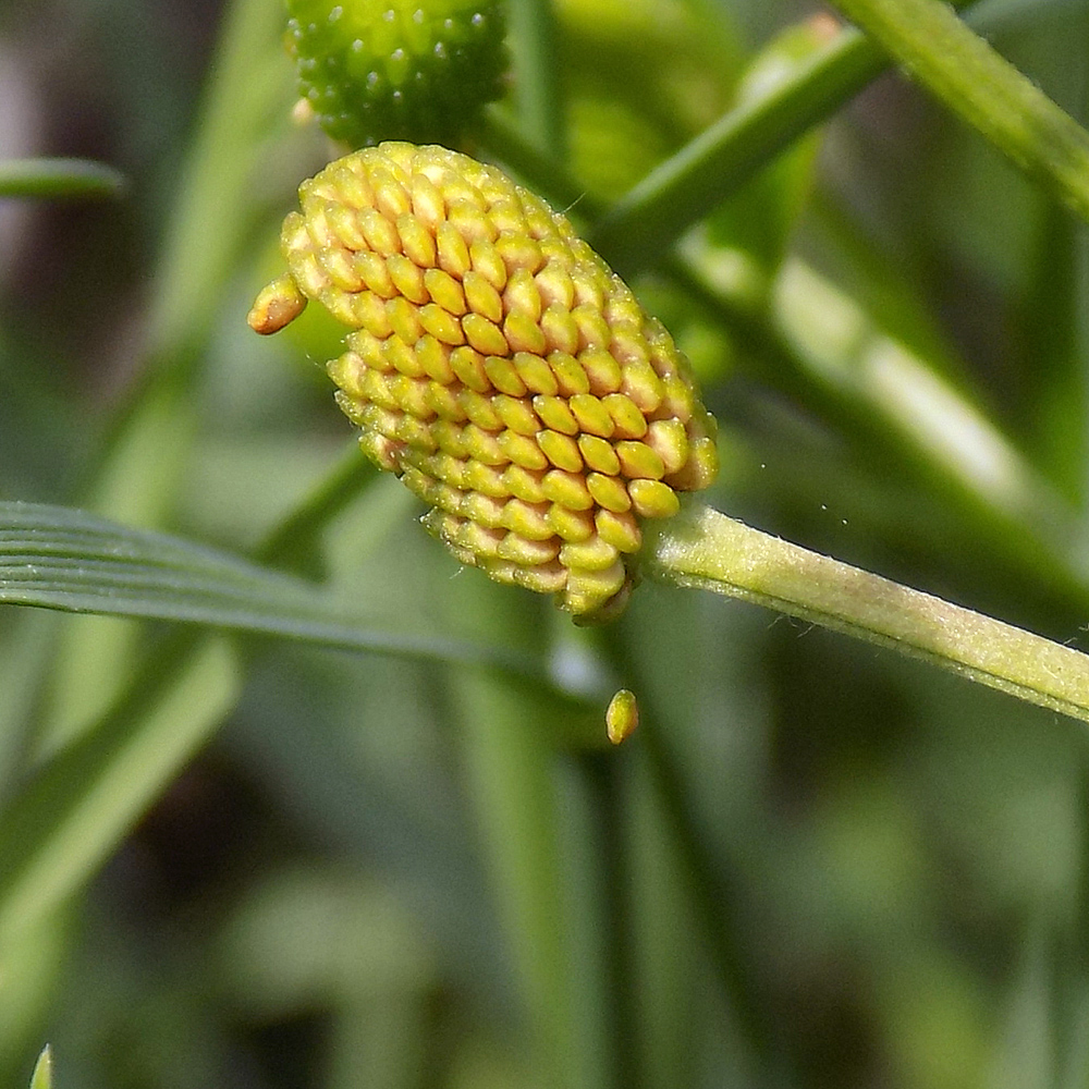 Изображение особи Ranunculus sceleratus.