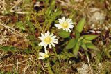 Taraxacum zhukovae