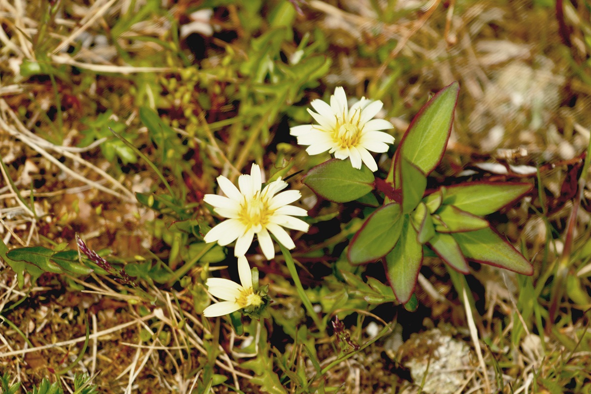 Image of Taraxacum zhukovae specimen.