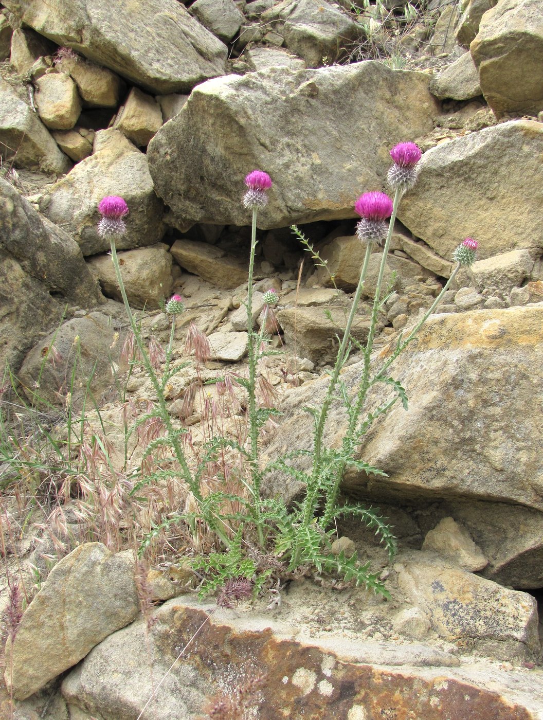 Изображение особи Carduus uncinatus.