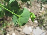 Euphorbia iberica