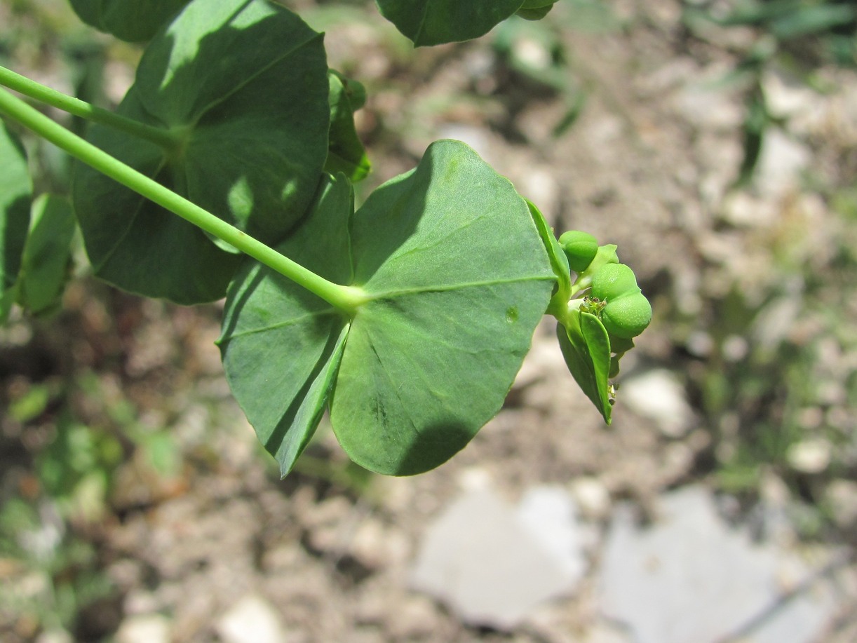 Изображение особи Euphorbia iberica.