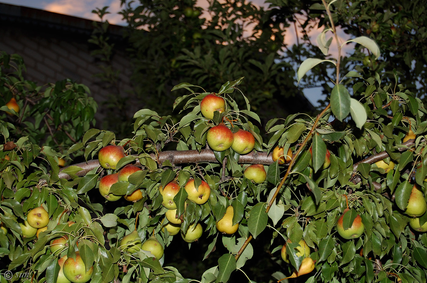 Image of Pyrus communis specimen.