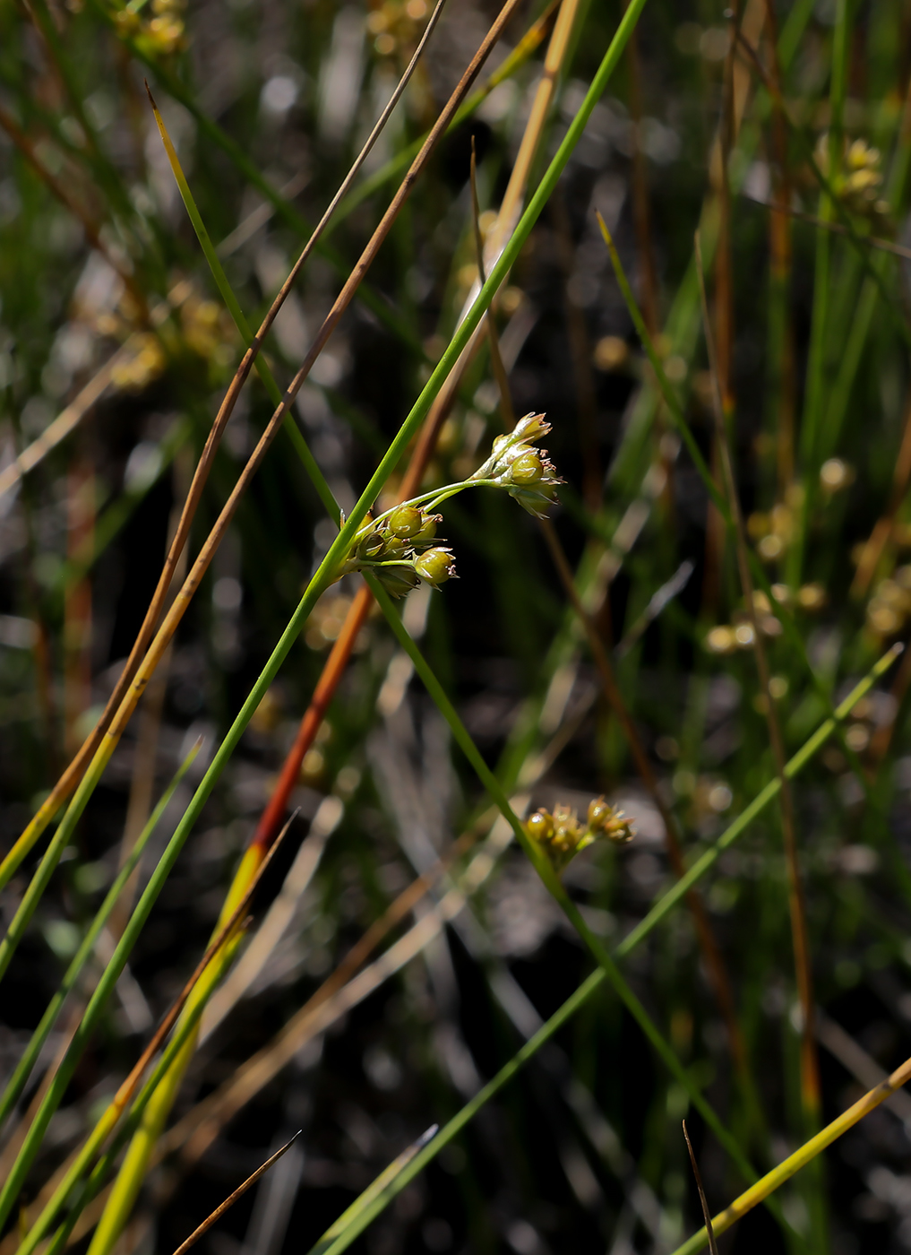 Изображение особи Juncus filiformis.