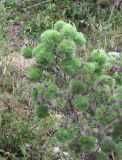 Echium vulgare. Цветущее растение с галлами Aceria echii. Кабардино-Балкария, Эльбрусский р-н, окр. с. Бедык, у дороги. 08.08.2018.