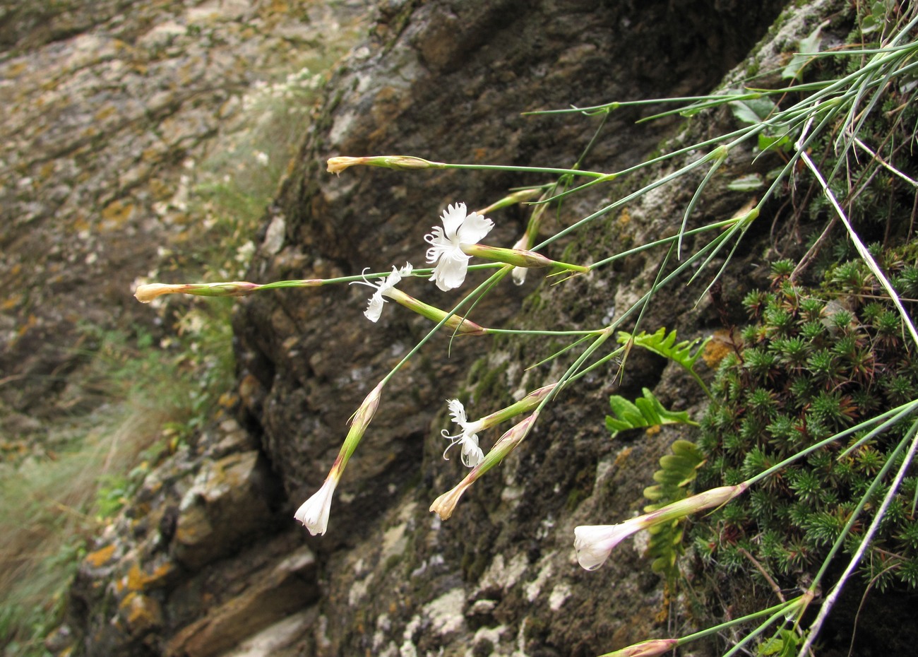 Изображение особи Dianthus elbrusensis.