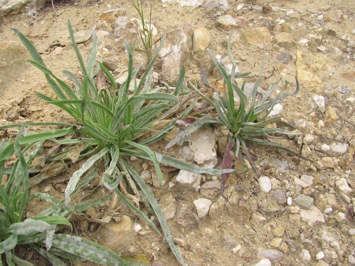 Image of Gypsophila acutifolia specimen.