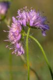 Knautia arvensis