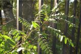 Amorpha fruticosa