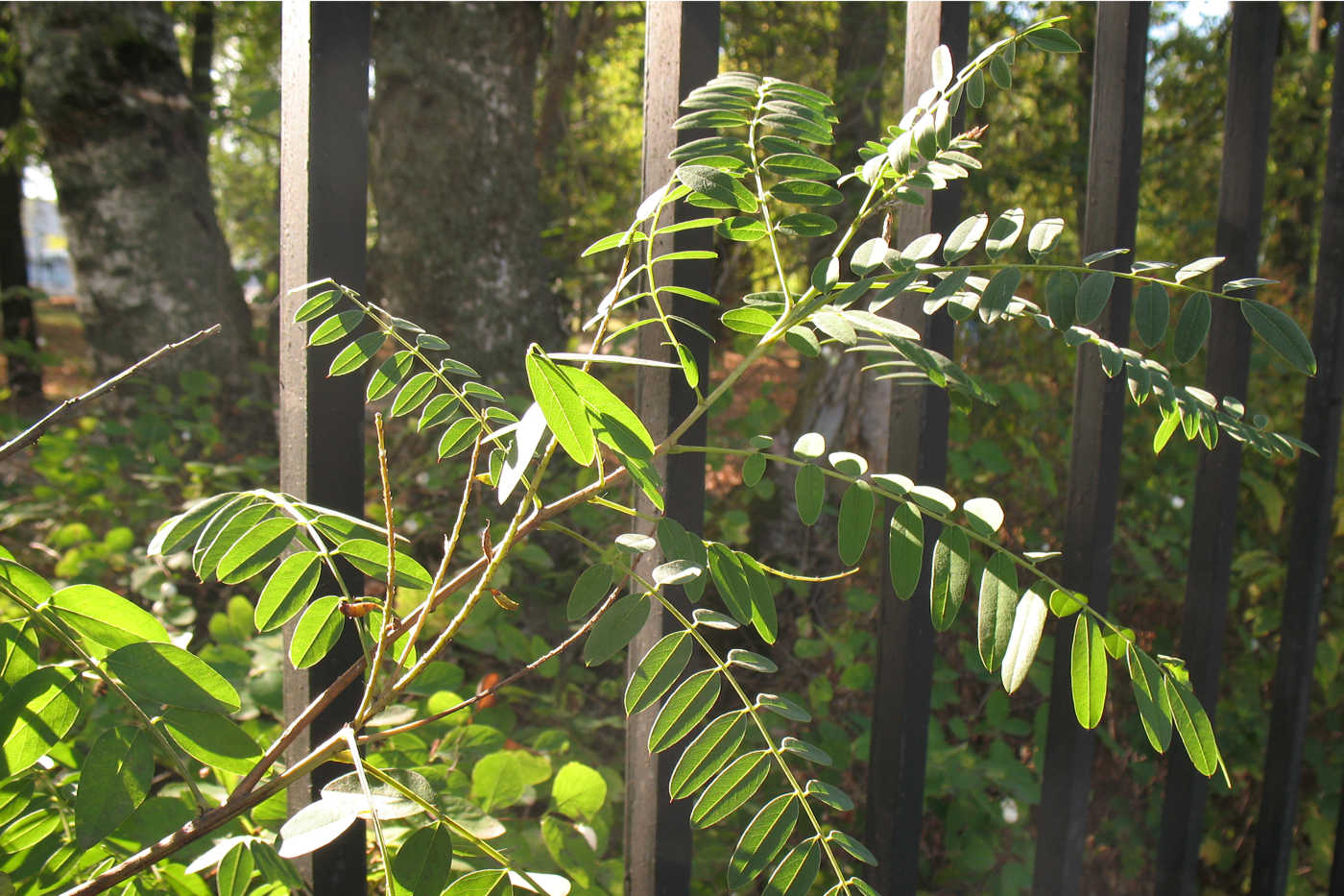 Изображение особи Amorpha fruticosa.