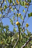 Pyrus communis. Ветви с плодами. Узбекистан, г. Ташкент, пос. Улугбек. 01.10.2018.