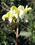 Pedicularis lapponica. Верхушка цветущего растения. Чукотка, Чаунский р-н, западная окр. г. Певек, на пологом склоне сопки. 17.06.2018.