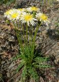 Taraxacum albescens. Цветущие растения. Чукотка, окр. Билибино, сопка \"Орбита\", щебнистый водораздельный уч. 07.07.2018.
