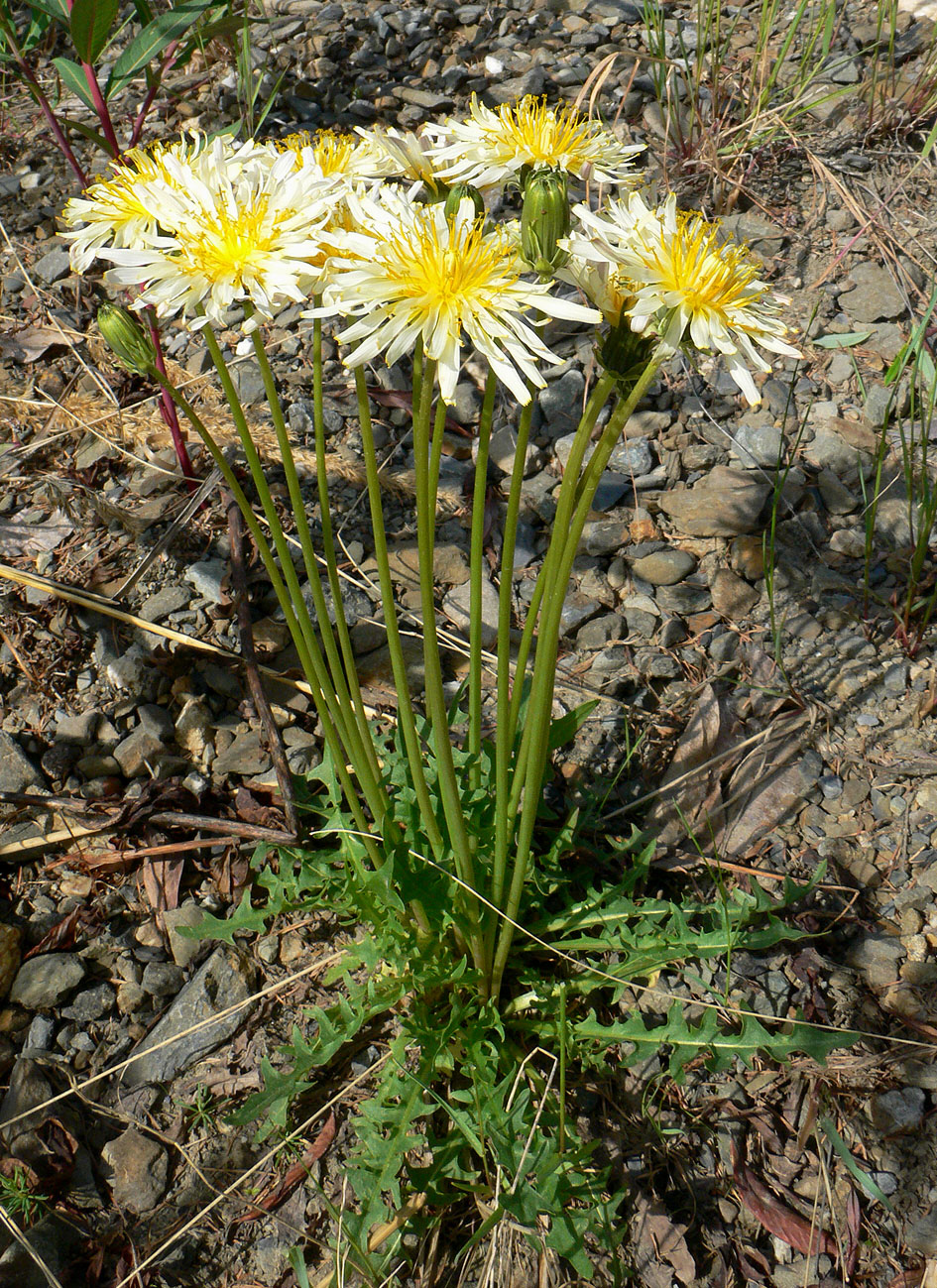 Image of Taraxacum albescens specimen.