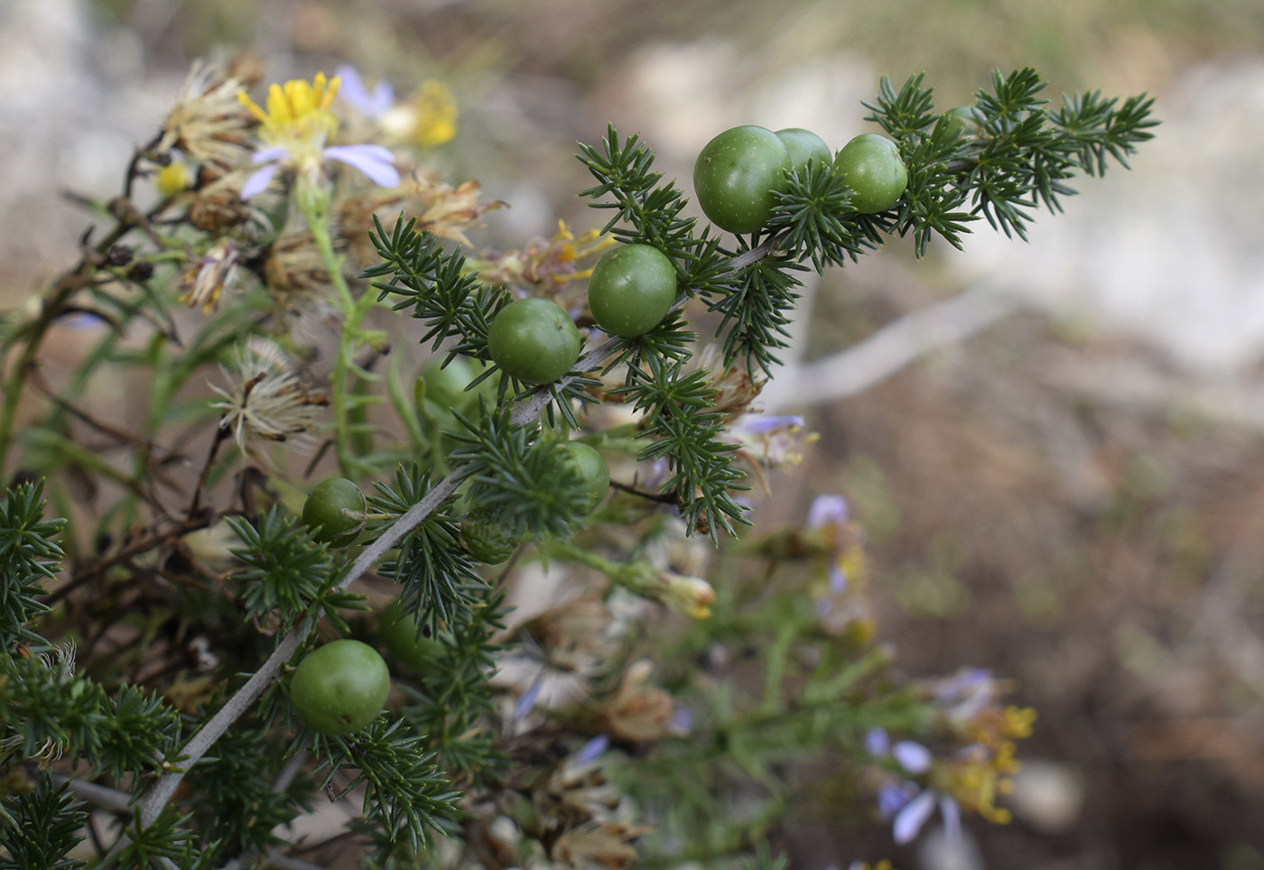 Изображение особи Asparagus acutifolius.