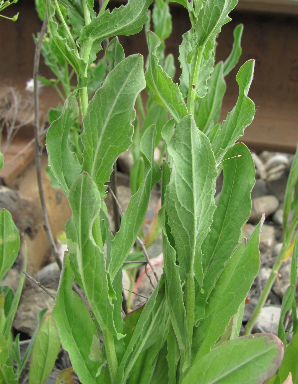 Image of Cardaria draba specimen.