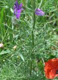 Delphinium hispanicum. Часть побега. Грузия, край Самцхе-Джавахети, Ахалцихский муниципалитет, окр. с. Грели, луг. 28.05.2018.