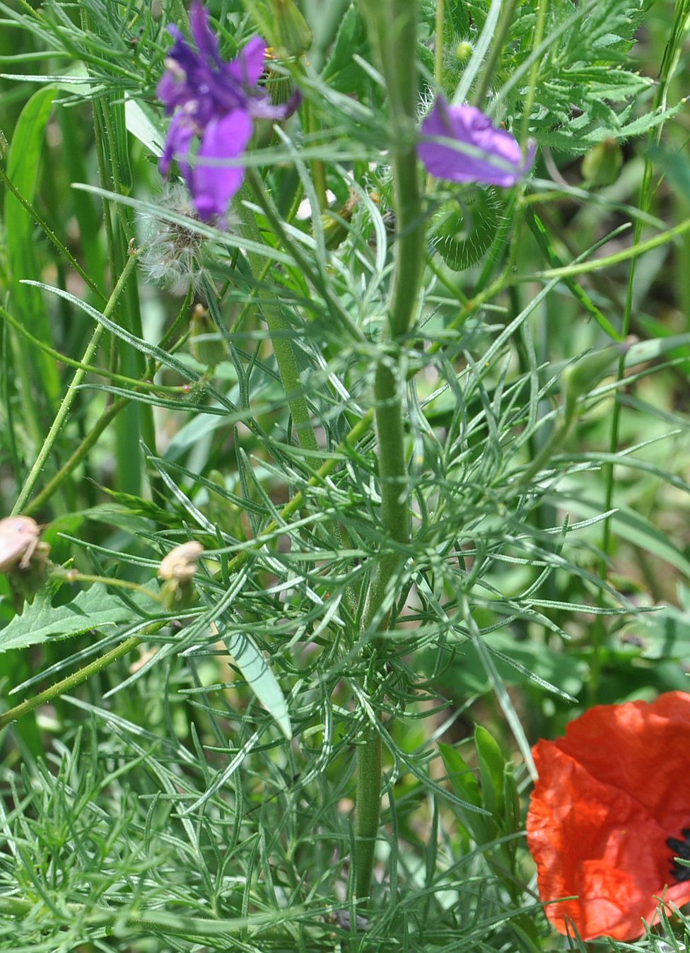 Image of Delphinium hispanicum specimen.