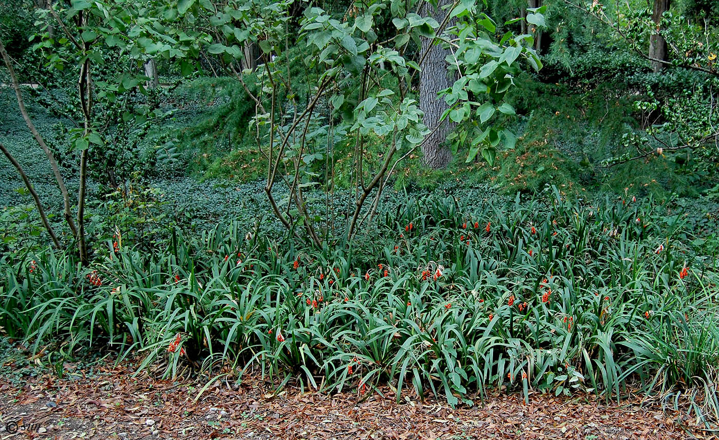 Изображение особи Iris foetidissima.