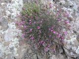 Dianthus orientalis