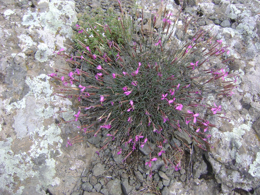 Image of Dianthus orientalis specimen.