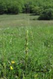 Aegilops cylindrica. Соцветие. Крым, Байдарская долина. 26 мая 2010 г.