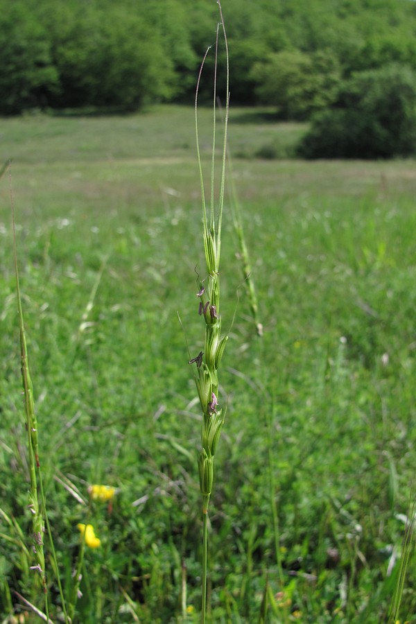 Изображение особи Aegilops cylindrica.