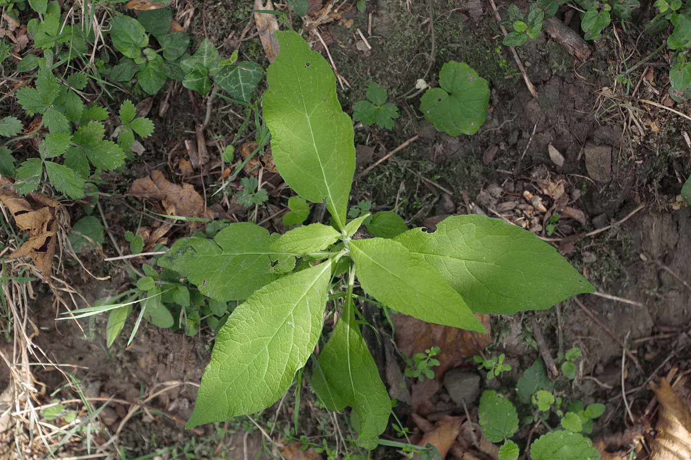 Изображение особи семейство Asteraceae.