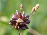 Allium oleraceum