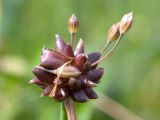 Allium oleraceum. Соцветие с выводковыми луковичками и бутонами. Ленинградская обл., Ломоносовский р-н, окр. дер. Глядино, суходольный злаково-разнотравный луг на известняке. 22.07.2018.