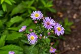 genus Symphyotrichum
