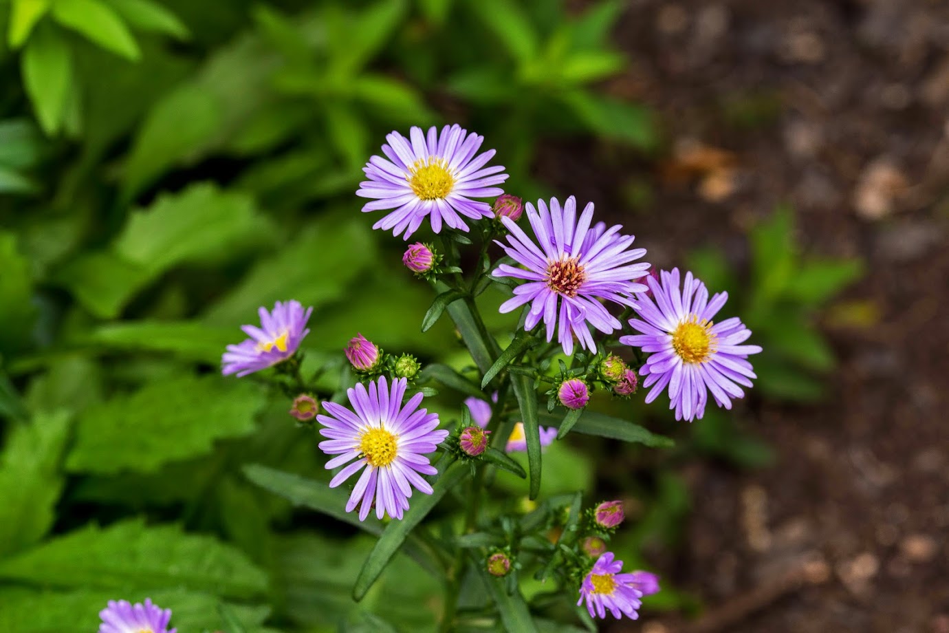 Изображение особи род Symphyotrichum.